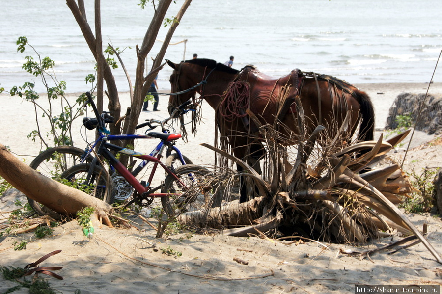 Лошадь на привязи Остров Ометепе, Никарагуа