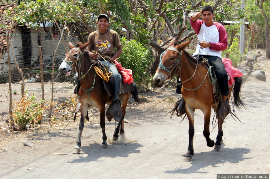 На конях Остров Ометепе, Никарагуа