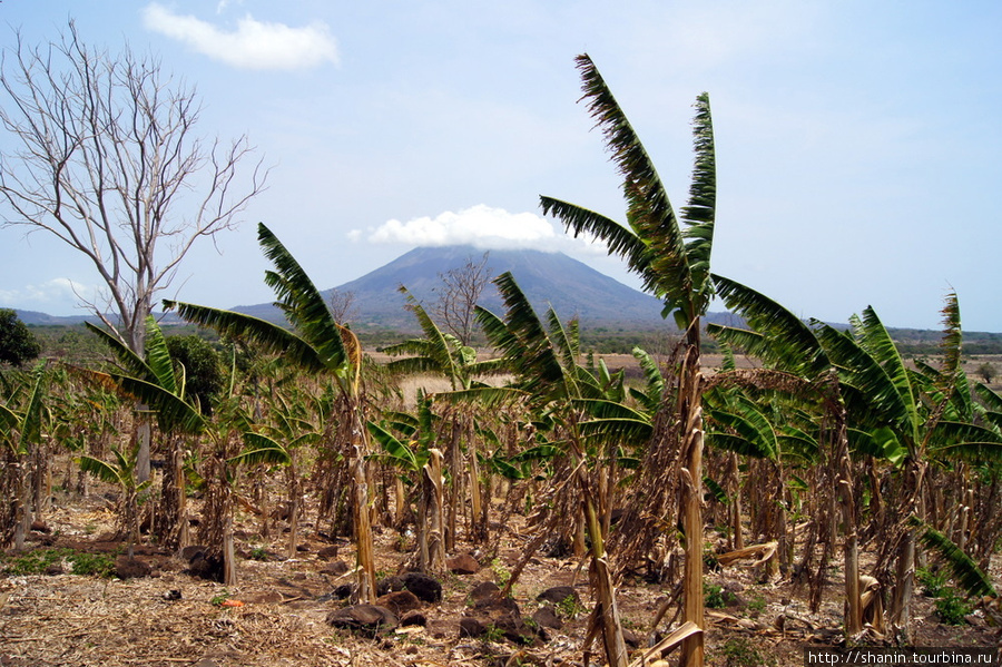 Бананы и вулкан Остров Ометепе, Никарагуа