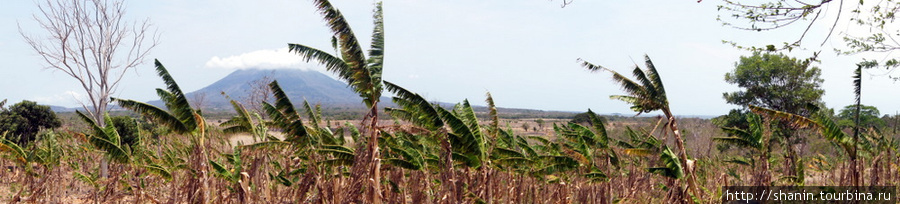 Банановая плантация и вулкан Консепсьон Остров Ометепе, Никарагуа