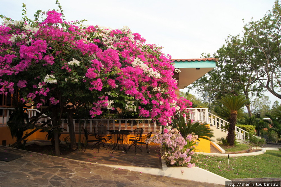 Ресторан запрос цветами Сан-Рамон, остров Ометепе, Никарагуа
