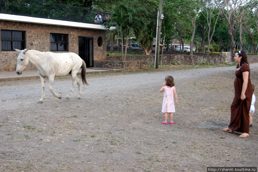Конь прогуливается по улице Сан-Рамон, остров Ометепе, Никарагуа