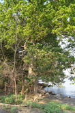 Деревья на берегу озера Никарагуа