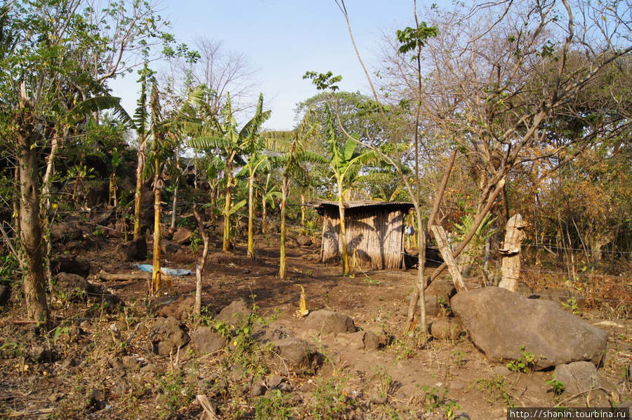 Плантация бананов у дороги в Мериду Остров Ометепе, Никарагуа