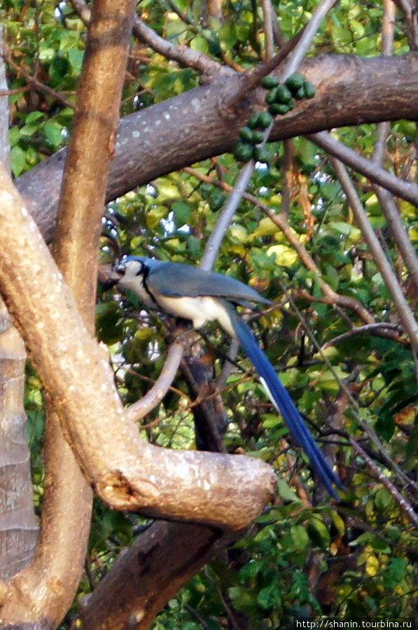 Птица на дереве Остров Ометепе, Никарагуа