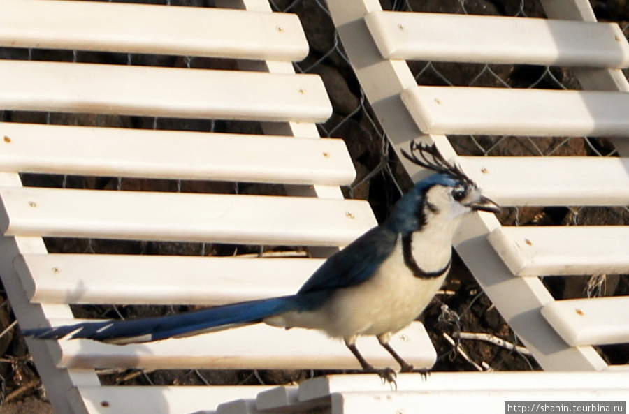 Птица Остров Ометепе, Никарагуа
