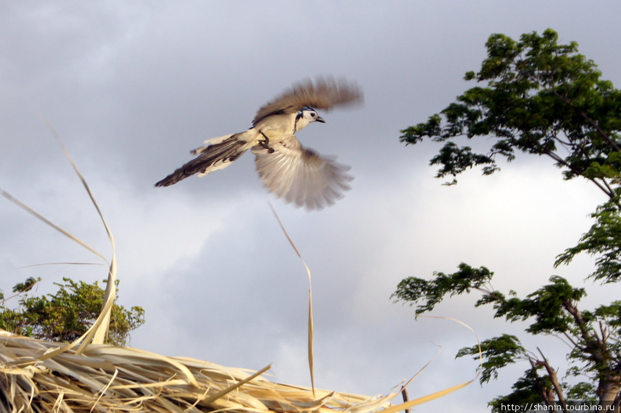 Птица в воздухе Остров Ометепе, Никарагуа