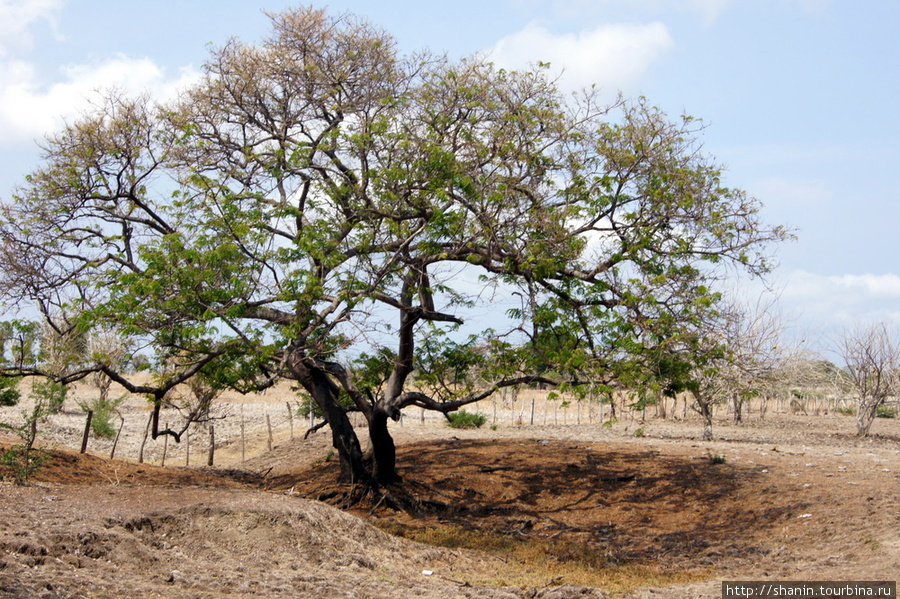 Дерево на поле Остров Ометепе, Никарагуа