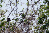 Обезьяны на дереве в Санто-Доминго