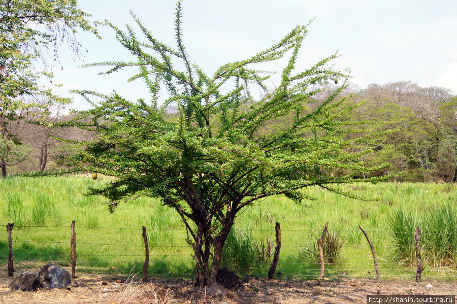 Дерево на поле у дороги Остров Ометепе, Никарагуа