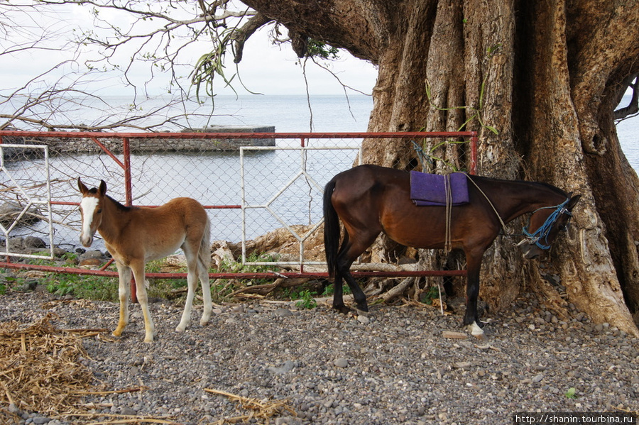 Лошади Остров Ометепе, Никарагуа