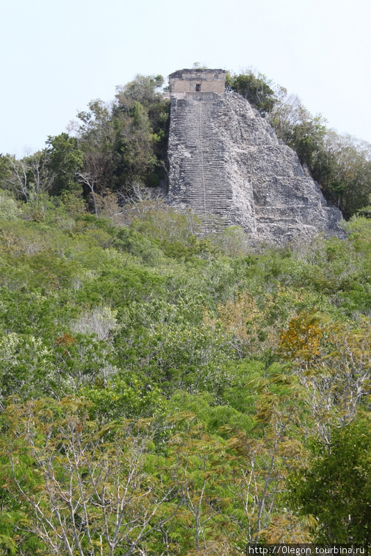 С пирамиды на зелёное море джунглей Коба, Мексика