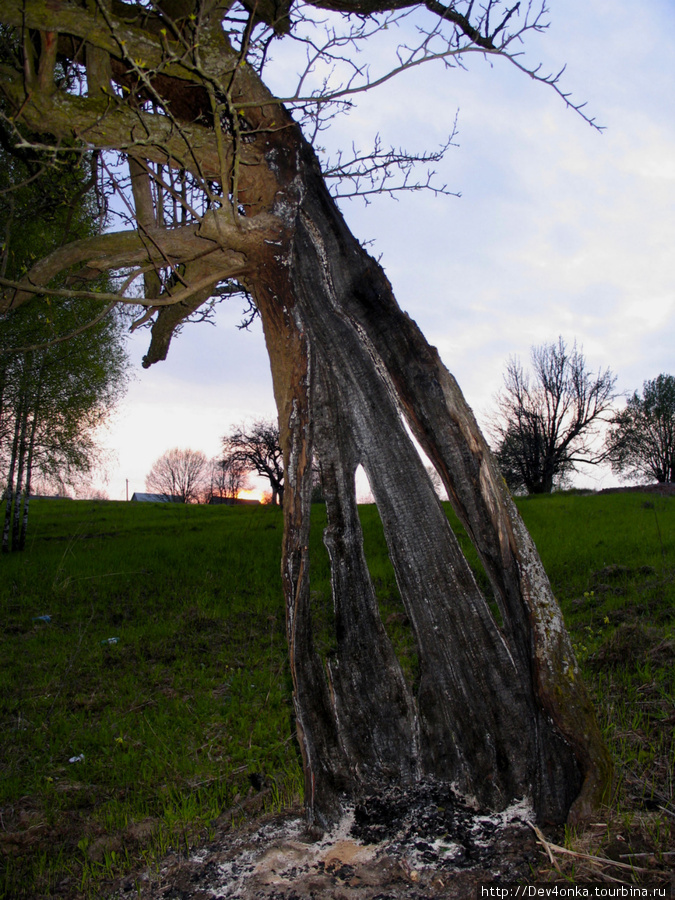 Вот такое дерево, к декорейту которого приложил руку видимо не один человек... Супонево, Россия