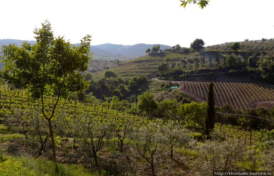Здесь собирают виноград для Кьянти Флоренция, Италия