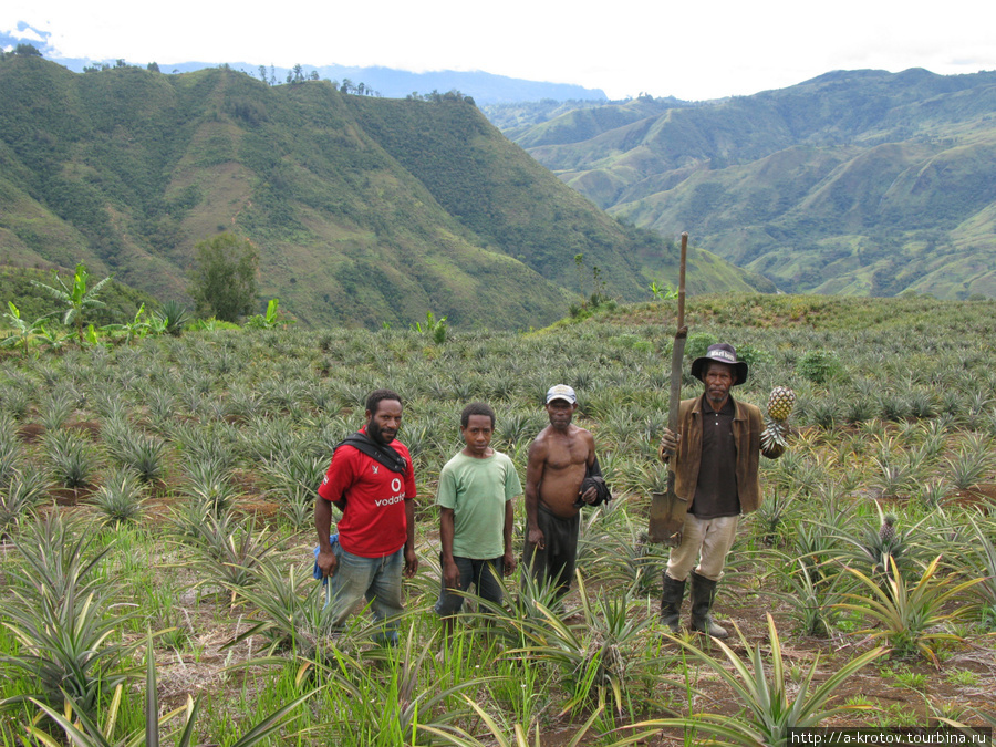 Ананасовые плантации Провинция Симбу, Папуа-Новая Гвинея