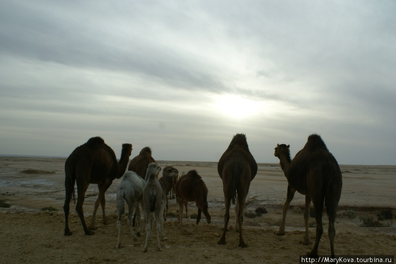 верблюды и верблюжата любуются закатом.... Тунис