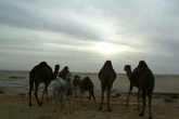 верблюды и верблюжата любуются закатом....