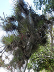 Паразитирующие бромелиевые — почти на каждом дереве.