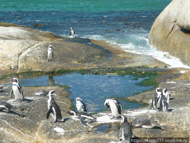 А вот и пингвины — точнее, пингвинчики Кейптаун, ЮАР