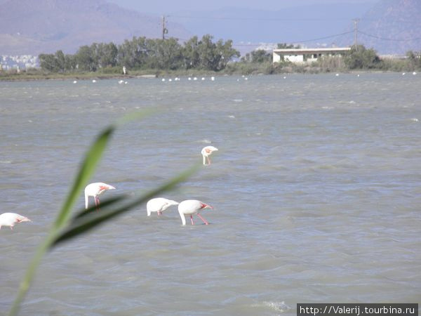 Рядом с местечком Тигаки есть соленое озеро.
Здесь, хотя обычно они обитают зимой, мы видели стаю фламинго порядка 100 особей. Кос, остров Кос, Греция