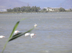 Рядом с местечком Тигаки есть соленое озеро.
Здесь, хотя обычно они обитают зимой, мы видели стаю фламинго порядка 100 особей.