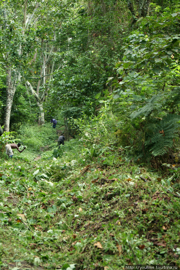 лесорубы у тропы Рвензори Маунтинс Национальный Парк, Уганда