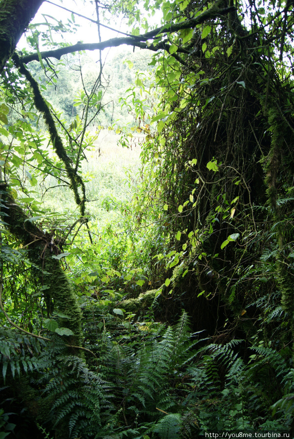 лес, в котором всегда туман Рвензори Маунтинс Национальный Парк, Уганда