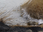Снег и лед на Михайловском озере