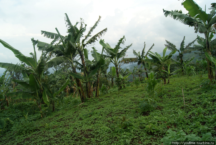 банановая роща Рвензори Маунтинс Национальный Парк, Уганда