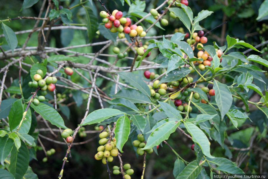 зерна кофе Рвензори Маунтинс Национальный Парк, Уганда