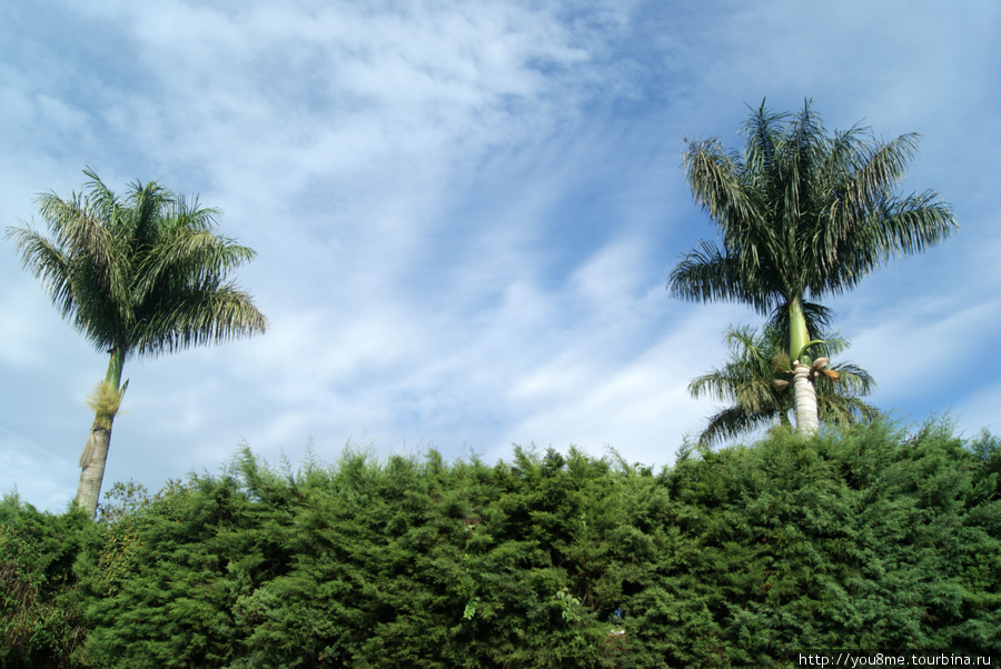 пальмы вдоль дороги) Рвензори Маунтинс Национальный Парк, Уганда