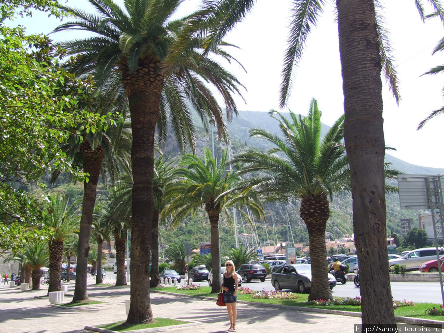 Столько пальм как в Которе я не видела до тех пор нигде.. Я их вообще до тех пор в живую не видела..;-) Черногория