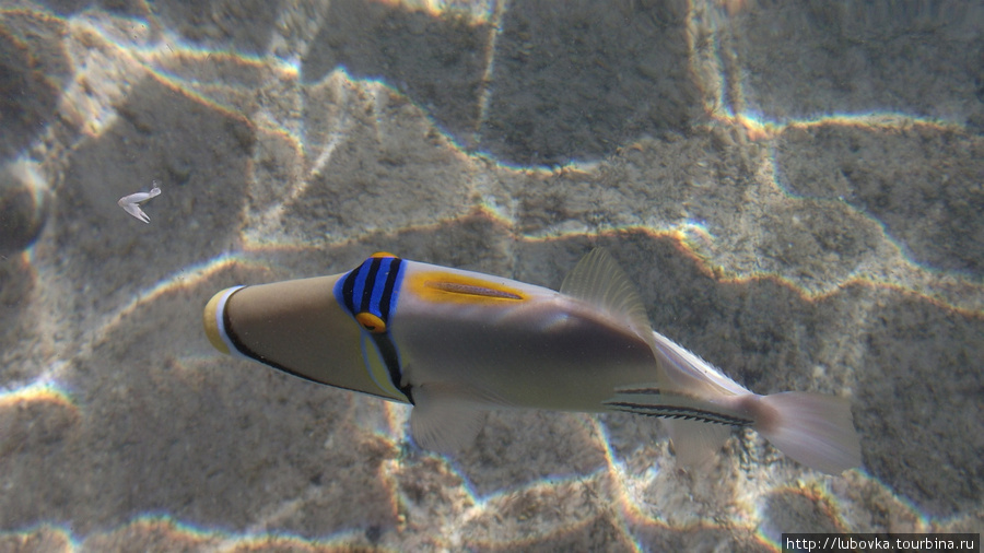 Rhinecanthus assasi.
 Рыбка — Пикассо. Шарм-Эль-Шейх, Египет