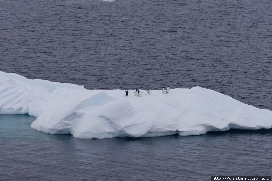 Antarctic Sound - особая акватория в Антарктике