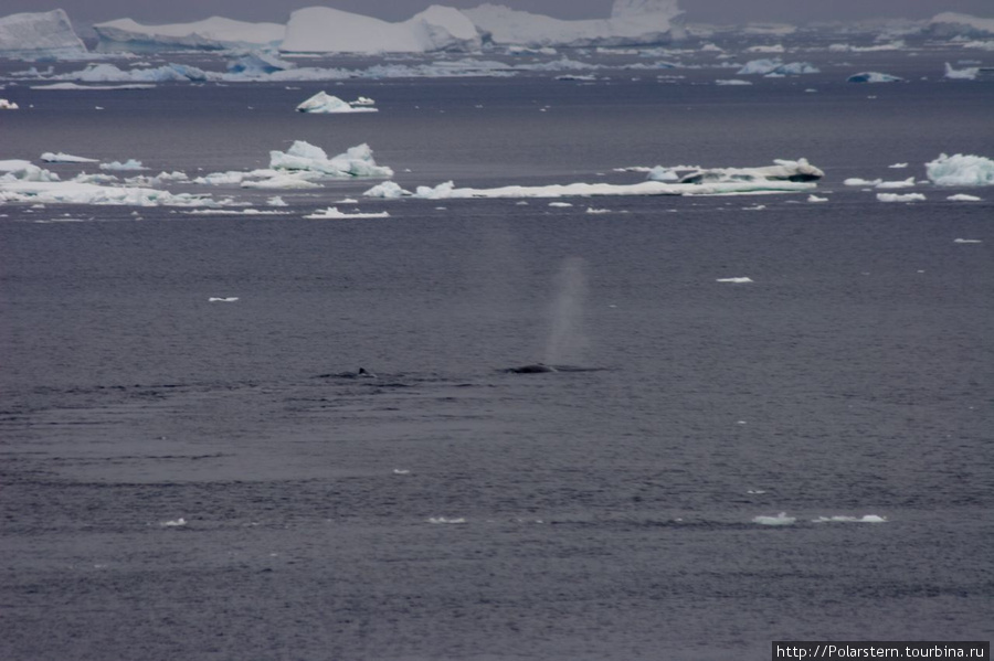 Струя воздуха. Кит Малый полосатик (Minke whale) Пролив Антарктик-Саунд, Антарктида