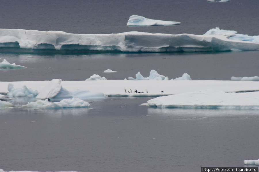 Antarctic Sound — особая акватория в Антарктике Пролив Антарктик-Саунд, Антарктида