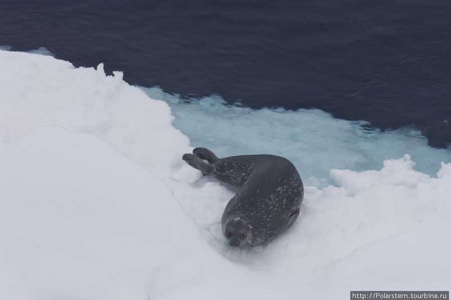 Тюлень Уэдделла Пролив Антарктик-Саунд, Антарктида