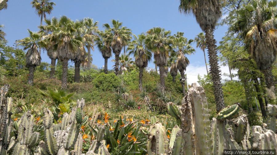 Парк кактусов на Монтжуике. Барселона, Испания