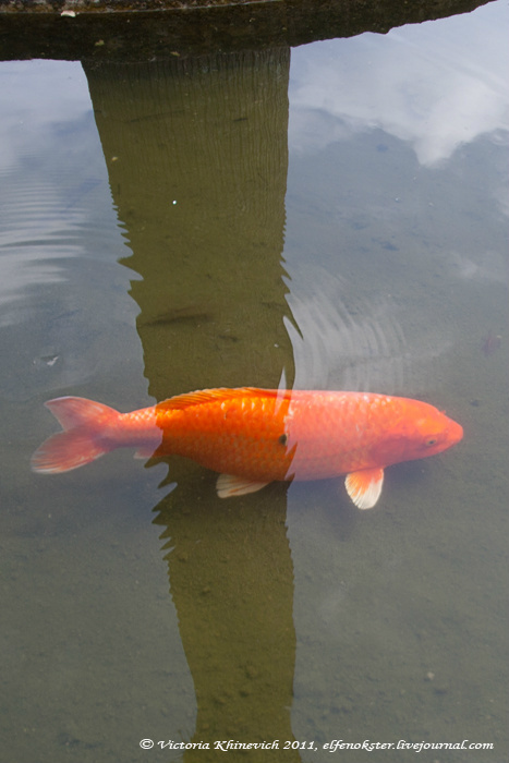 Эти рыбки (этот дружище и его компаньон на следующей фото) плавали в узком длинном прудике около паромной станции. Там их было 4 или 5 и только одна бело-оранжевая, остальные просто оранжевые. И они там большие и, по-моему, даже толстые:) Сантандер, Испания