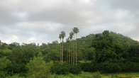 Тропический лес Филфил
