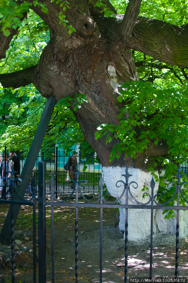 Сегодня ствол липы огражден металлическим забором и ствол поддерживает массивная подпорка Киев, Украина