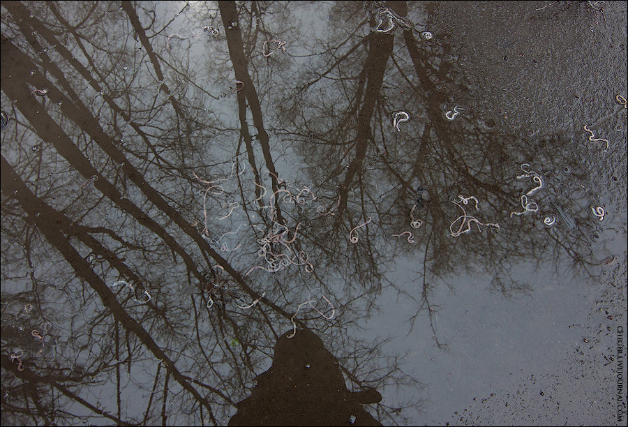 Ну и на прощание фотография массового самоубийства дождевых червей Рязань, Россия