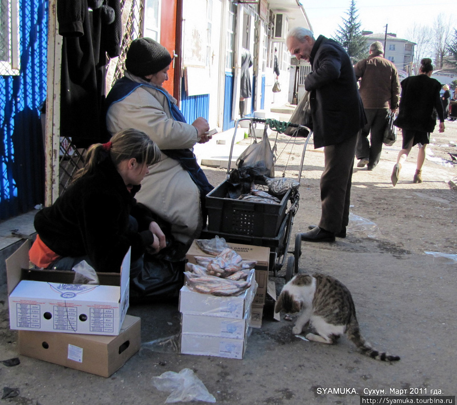 Кто-то подкармливает бездомную кошку... Сухум, Абхазия