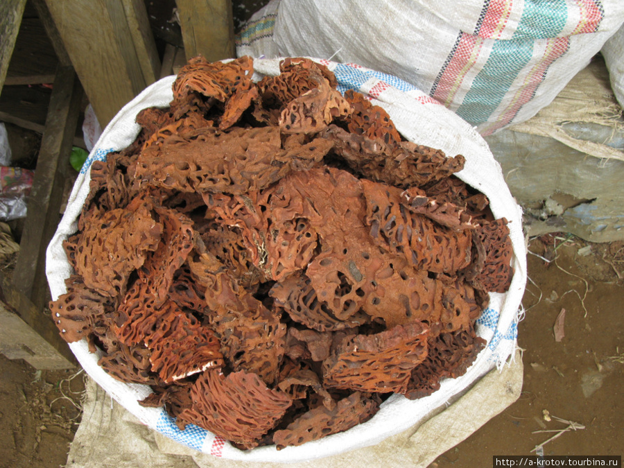 На рынке продают кору какую-то, изъеденную жуками, невкусную Мерауке, Индонезия