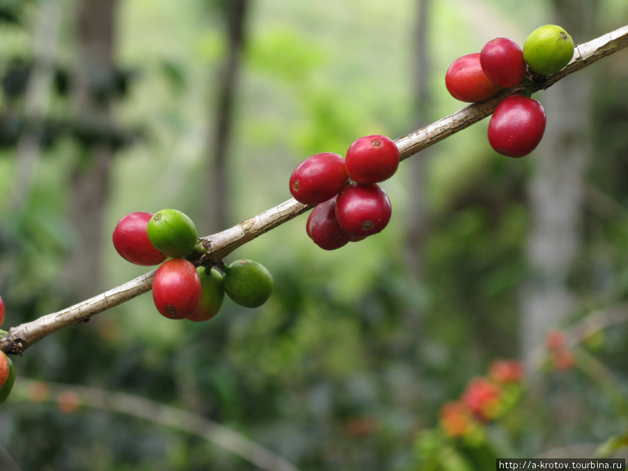 Так изначально выглядит кофе Провинция Западное Нагорье, Папуа-Новая Гвинея