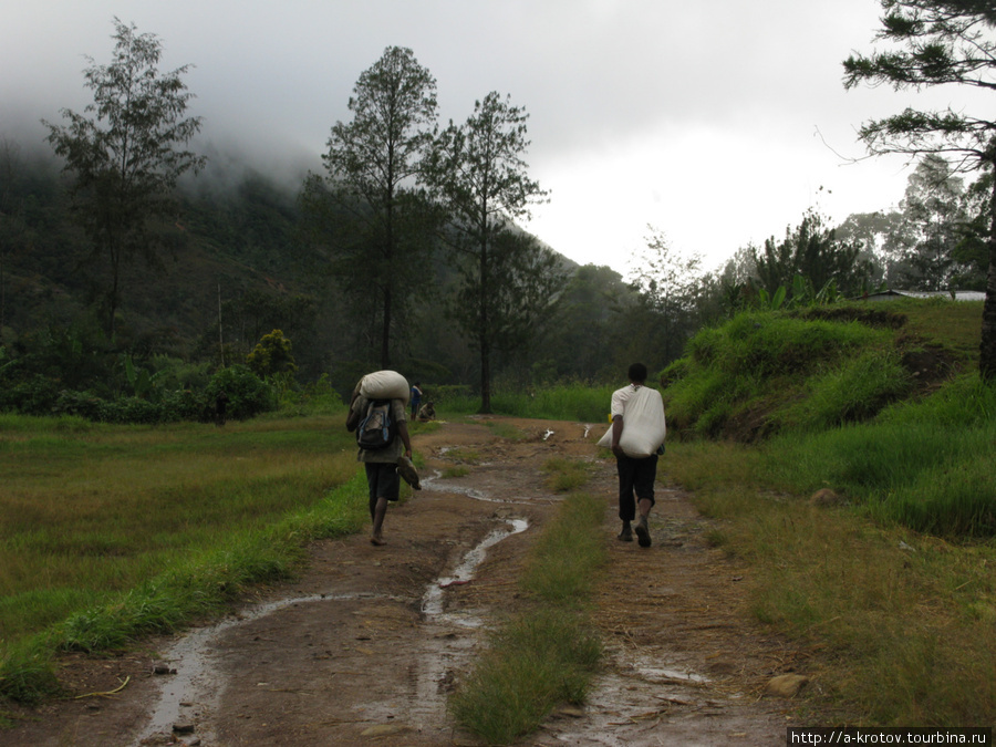 Несут на ближайший пункт приёма. Иногда далеко идут пешком Провинция Западное Нагорье, Папуа-Новая Гвинея