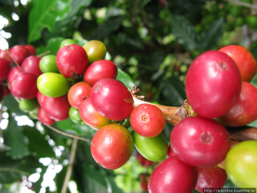 Кофейные зёрна в природе Провинция Западное Нагорье, Папуа-Новая Гвинея