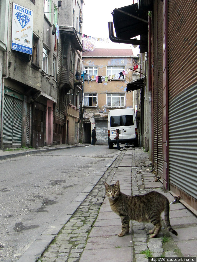 Смешная кошка из Вефы. Стамбул, Турция