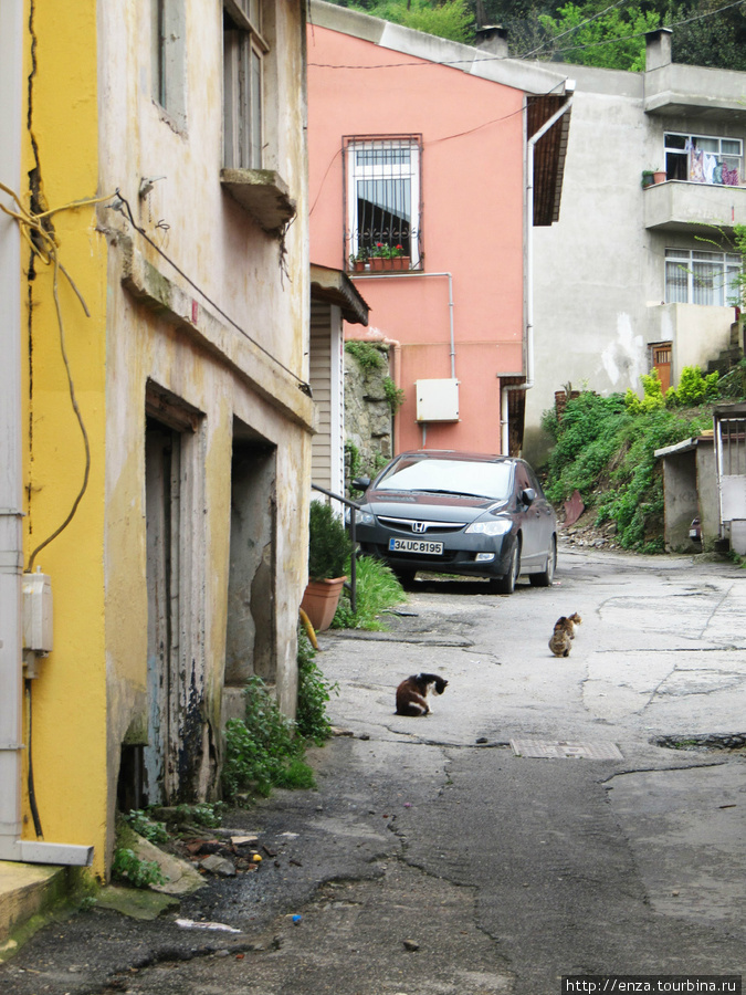 Коты Босфора Стамбул, Турция