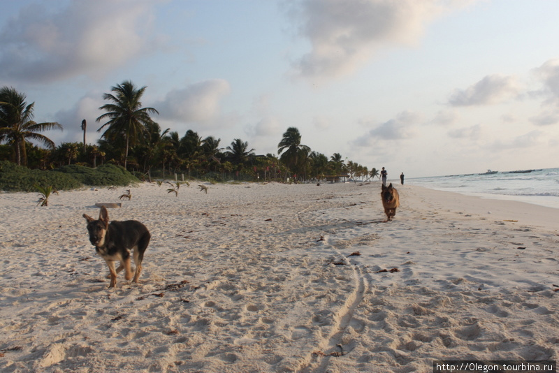 Выгул собак по берегу ранним утром Тулум, Мексика